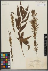 Foto von Salix triandra L. x Salix viminalis L.